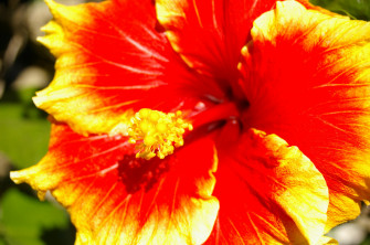 Hibiscus Wallpaper