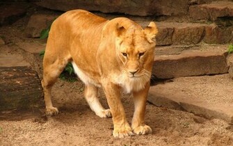 Cute Lion Cub Wallpaper