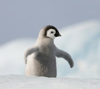 Cute Baby Penguins Babes HD Wallpaper