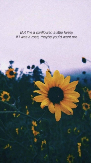 Live Your Life Like A Sunflower Find The Strength To