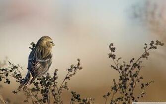 Redpoll 4k HD Desktop Wallpaper For Ultra Tv Wide