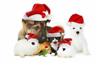Christmas Gift For Dog Lovers Wallpaper Beautiful Desktop