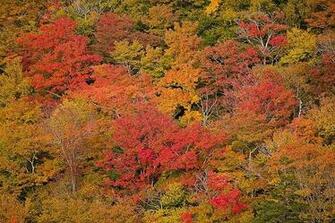 Autumn Foliage Of Acadia Maine Wallpaper Wall Mural Self Adhesive