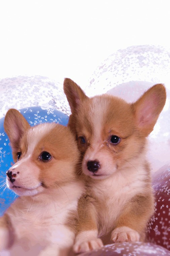 Welsh Corgi Wallpaper HD iPhone Lifestyle Apps By Idesign Studio