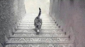 Optical Illusion Where Is This Cat Going Up Or Down The Stairs