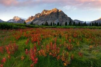 Mountains Scenery Glacier Montana Grass Nature Wallpaper Background