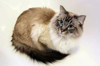 Ragdoll Kitten Wallpaper