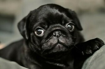 Wallpaper And Screensavers Pug Background