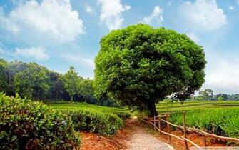 Tea Plantation 4k HD Desktop Wallpaper For Ultra Tv