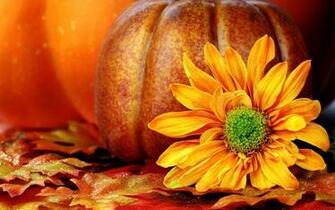 HD Pumpkin Wallpaper