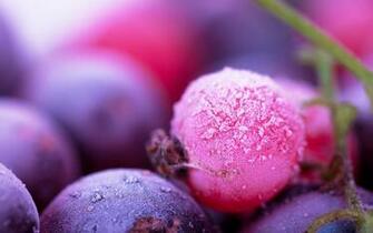 Berry Wallpaper HD