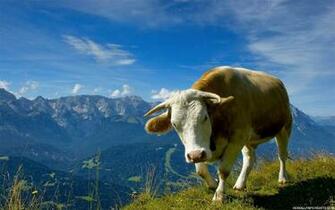 Cow Wallpaper High Definition