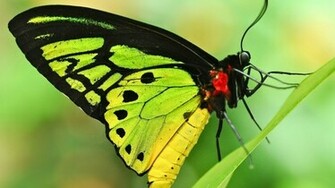 Green Butterfly Wallpaper