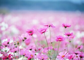 Pink Daisy In Summer Wallpaper And Image Pictures