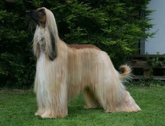 Afghan Hound Wallpaper X Net