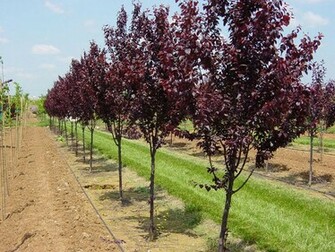 Tree Wallpaper Plum