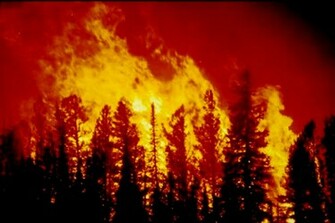 Forest On Fire Wallpaper Blm Image