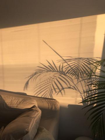 Aesthetic Golden Hour Wallpaper Beige
