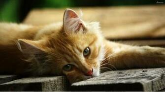 Cute Tabby Cat HD Wallpaper 1080p