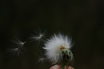 HD Wallpaper Blowing Dandelion Wind X Kb Jpeg