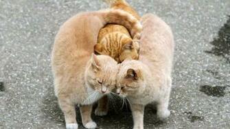 Funny Cat Desktop Background Wallpaper