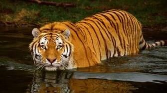 Bengal Tiger Wallpaper