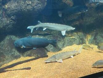 Channel Catfish Wallpaper Sturgeon And
