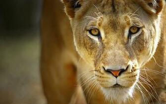 Lioness HD Wallpaper Background Image