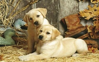 Hunting Dogs Wallpaper
