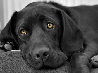 Black Beautiful Dog Dogs Wallpaper