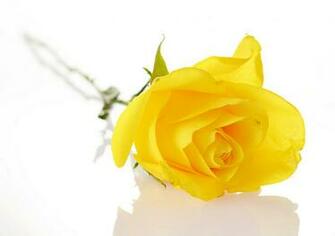 Flower Love Rose Wallpaper