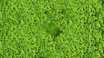 Spring Clover Field Desktop Pc And Mac Wallpaper