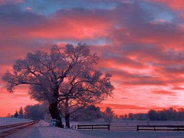 Winter Sunset Sky Snow Tree Color Nature HD