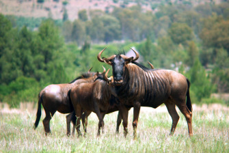 Wildebeest Wallpaper