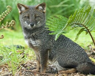 Gray Fox Wallpaper Hq Desktop HD4desktop