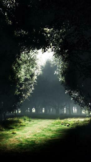 Serene Woods Wallpaper iPhone