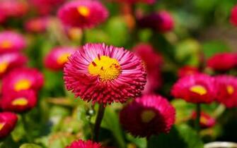 Pink Daisies Flowers Background New HD Wallpaper