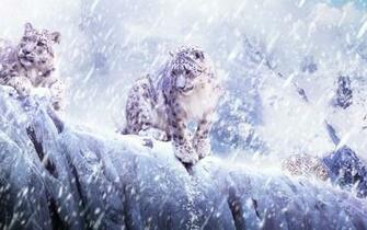 Leopard Snow Blizzard Breaking Wallpaper Background Ultra HD 4k