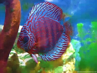 Wallpaper Discus By Teschio Customize Org