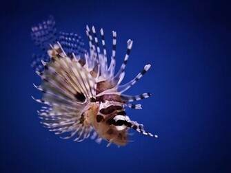 Lionfish Wallpaper