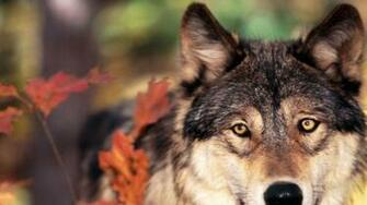 Wolf Wallpaper Pictures