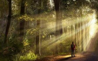 Walking Through The Forest Computer Desktop Wallpaper Pictures
