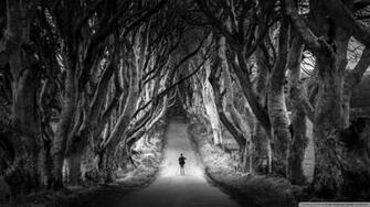 Dark Hedges Avenue Of Beech Trees Northern Ireland 4k HD