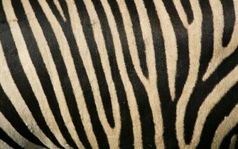 Zebra Stripes Desktop Pc And Mac Wallpaper