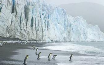 King Penguins Wallpaper Stock Photos