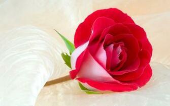 Cool Wallpaper Red Rose Love
