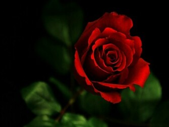 Flowers For Flower Lovers Wallpaper Red Roses