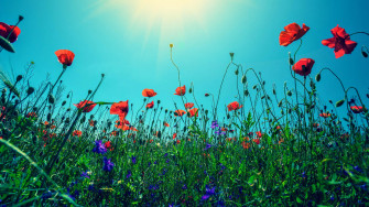 Wildflowers 1y6pw03daz3p0enh Wallpaper