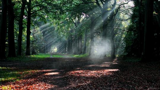 Animation Gif Nature Cinemagraph Smoke Perfect Loop Cinemagraphs