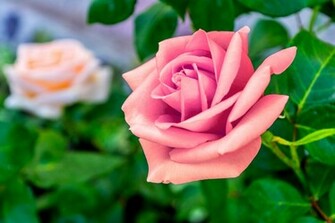 Beautiful Pink Rose Macro Wallpaper Desktop With